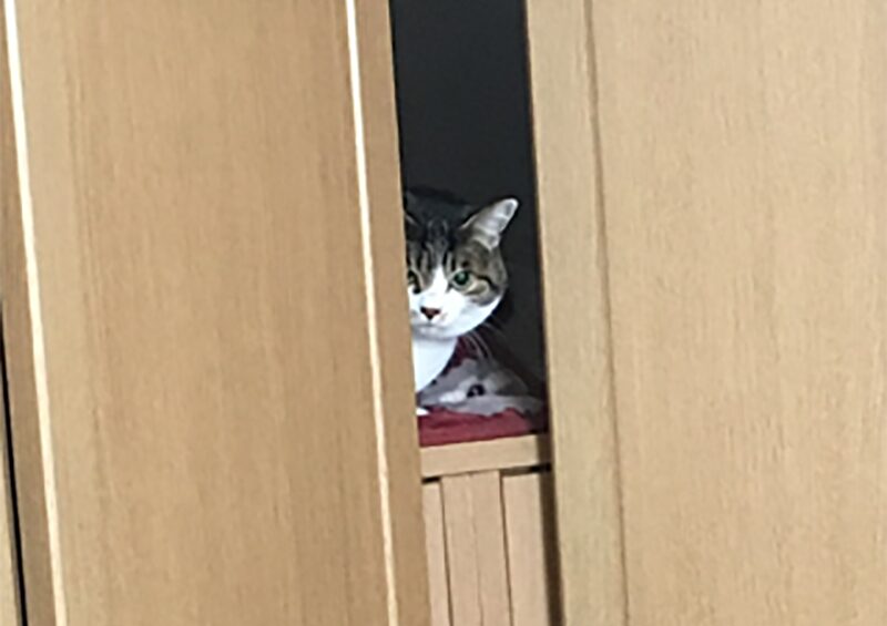 マンション育ちのツンデレ猫を連れて、農家に嫁いだ話